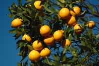 Cartilha aborda bioecologia e controle da mosca das frutas em citros - Foto: Fernando Dias