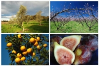 Evento abordará culturas do figo, da oliveira, do pêssego e de citros