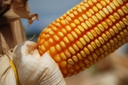 Trabalho envolve a utilização de inoculantes baseados em bactérias.