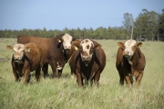 O Estado terá a melhor carne do mundo
