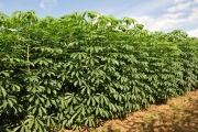 Cultivares de mandioca da Fepagro serão apresentadas na Expoagro 2012