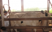 Técnicos coletaram material biológico dos animais