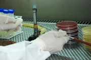 Estudo de aluna da UFSM foi realizado no Laboratório de Saúde das Aves