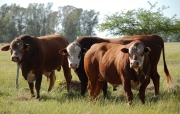 Um dos objetivos é qualificar a carne gaúcha