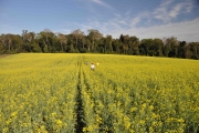 Cultivo da canola é importante para produção de óleo e biodiesel