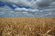 Cultivo experimental de trigo será realizada ainda em 2012