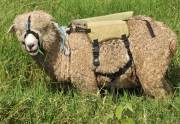 Cordeiros testados na Fepagro Viamão