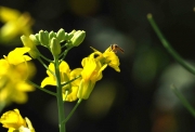Fepagro tem projeto de pesquisa sobre a polinização na canola