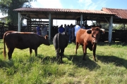 Curso capacita médicos veterinários do RS