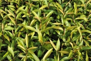 Meta é o controle biológico de infestações na produção agrícola