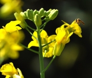 Abelhas sem ferrão polinizam canola
