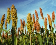 Pesquisas com sorgo serão apresentadas em reunião técnica